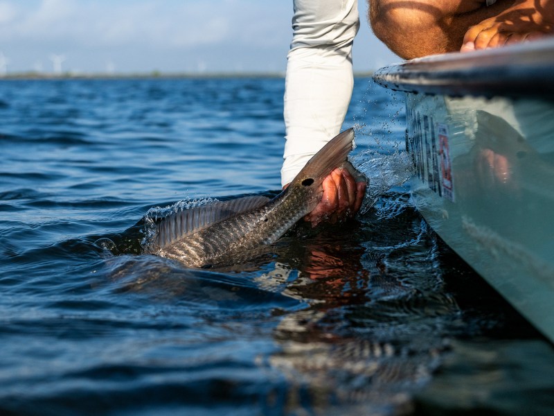 texas-redfish-release Texas redfish release