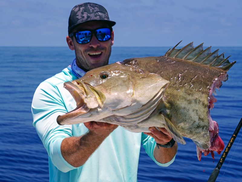 sharked-grouper Gag grouper eaten in half by shark