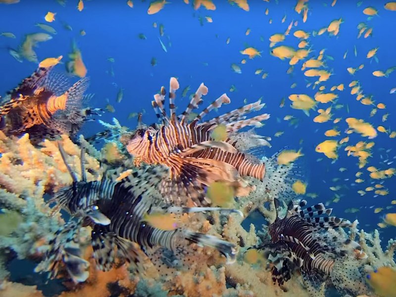 FSH525-Key-Largo-Invader Lionfish have invaded the Florida Keys