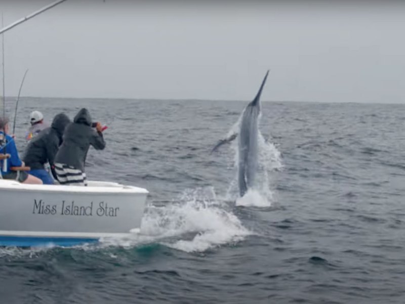 FSH525-Key-West-Billfish Billfish jumping in the Keys