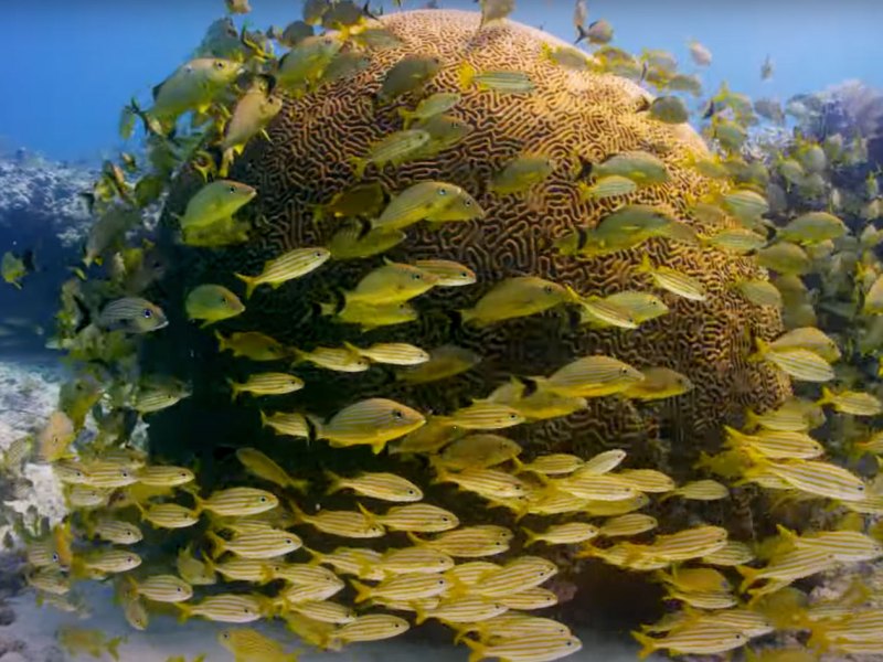 FSH525-Keys-Big-Pine Reef fish in the Lower Keys