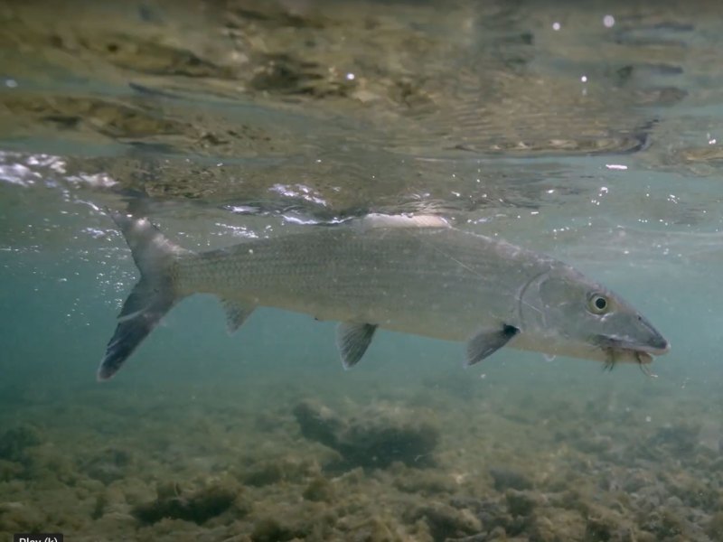 FSH525-Keys-Marathon Bonefish in the Keys