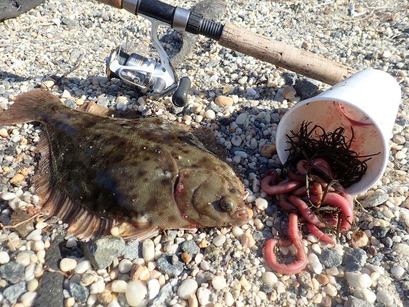 winter flounder and blood worms