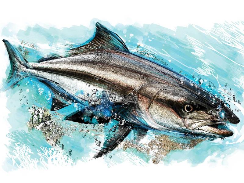 SPF625-Skinny-Cobia Cobia fish facts