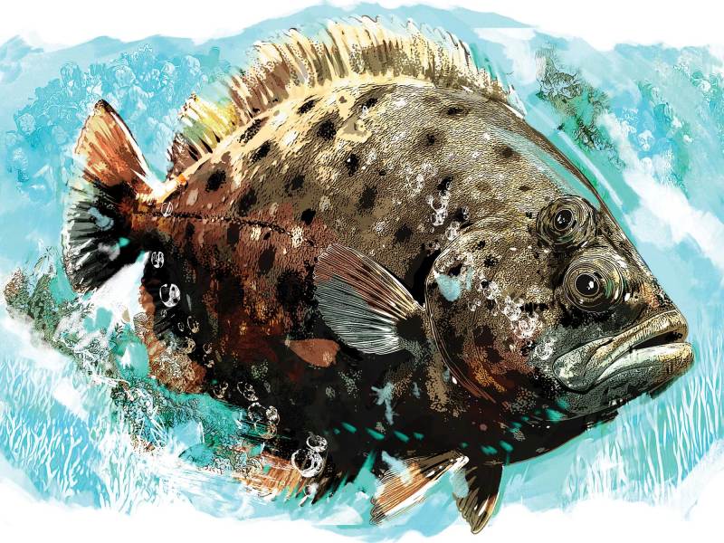 SPF625-Skinny-Flounder Flounder fish facts