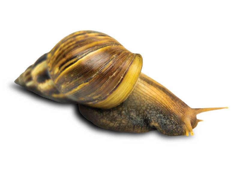 Snail in the marsh