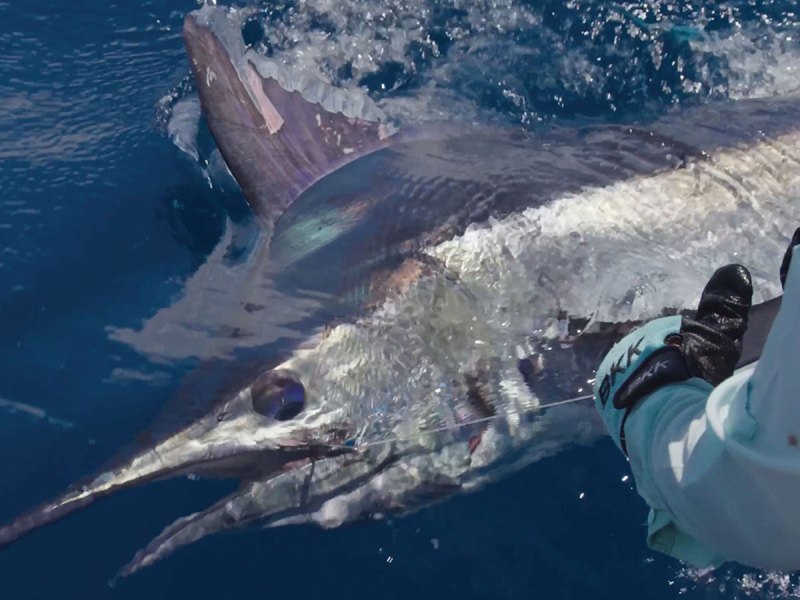 SPF625-Skinny-OC-image-3 White marlin caught in Ocean City, Maryland