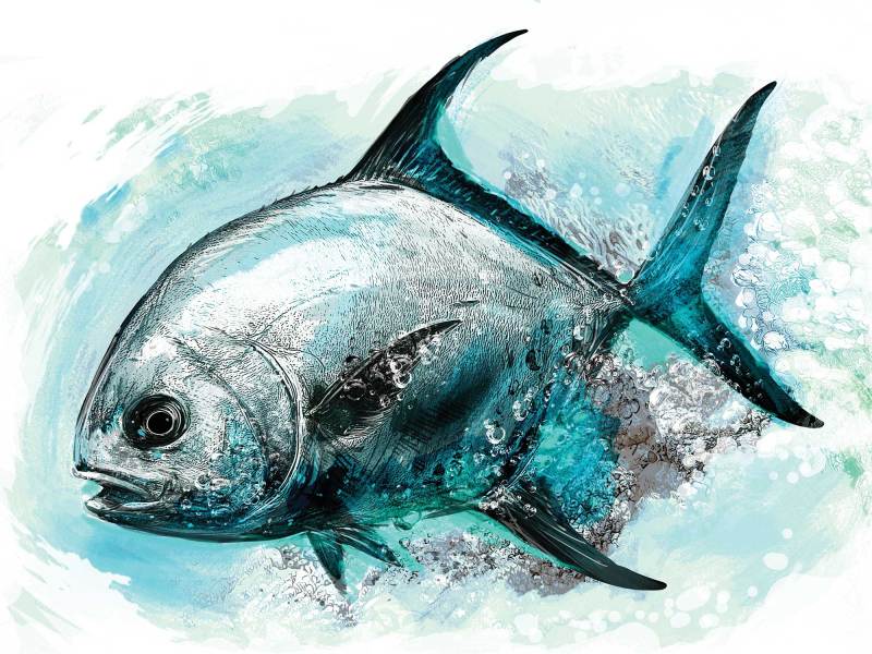 SPF625-Skinny-Permit Permit fish facts