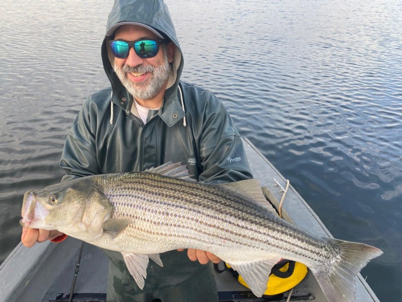 Striped-bass Striped bass on topwater