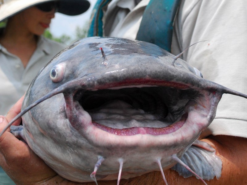 blue-catfish-face Chesapeake Bay blue catfish.