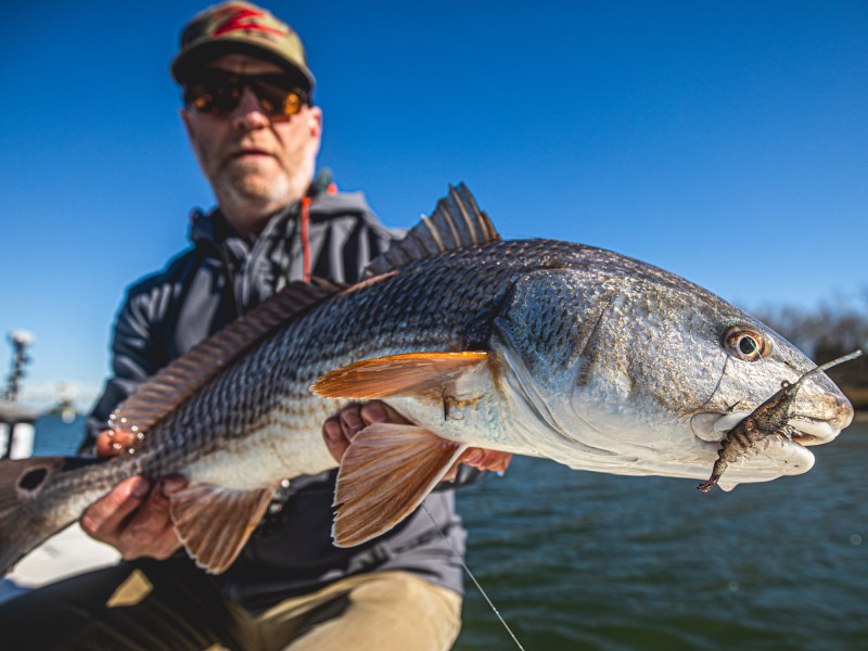 Redfish2Z-Man-PrawnstarZ-04 Redfish caught on a Z-Man PrawnstarZ lure