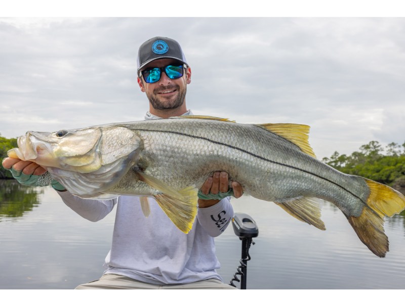 Snook Snook fish
