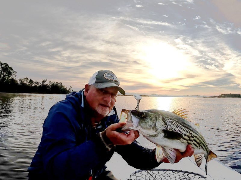 Jacksonville striped bass.