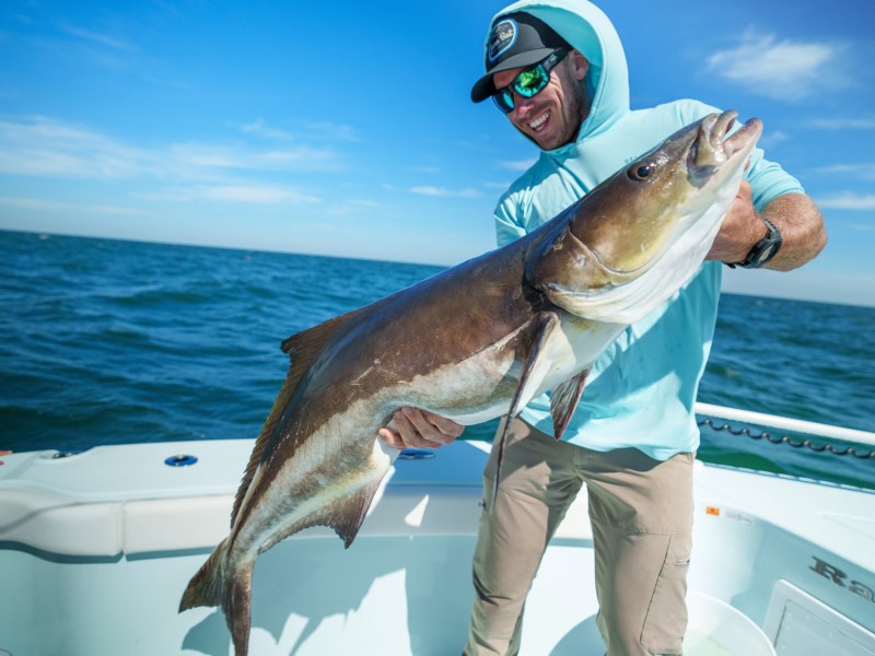 Cobia Cobia fish