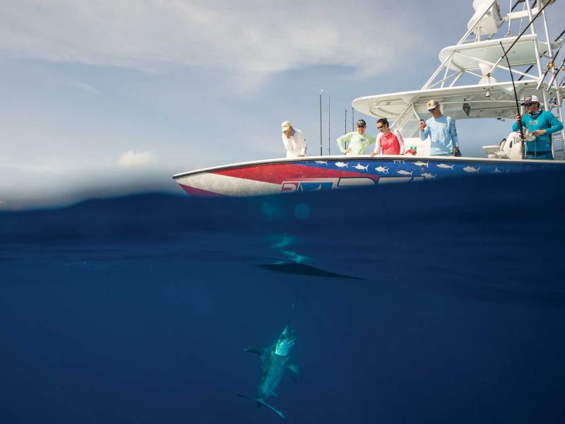 Swordfish caught in the Gulf of Mexico