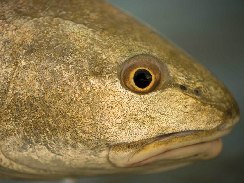 Redfish caught in Louisiana