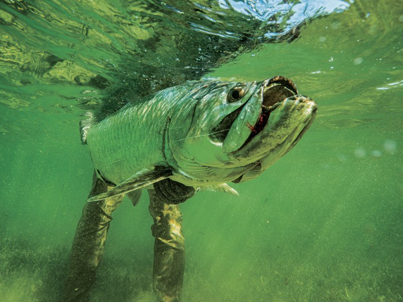 Tarpon caught in Texas
