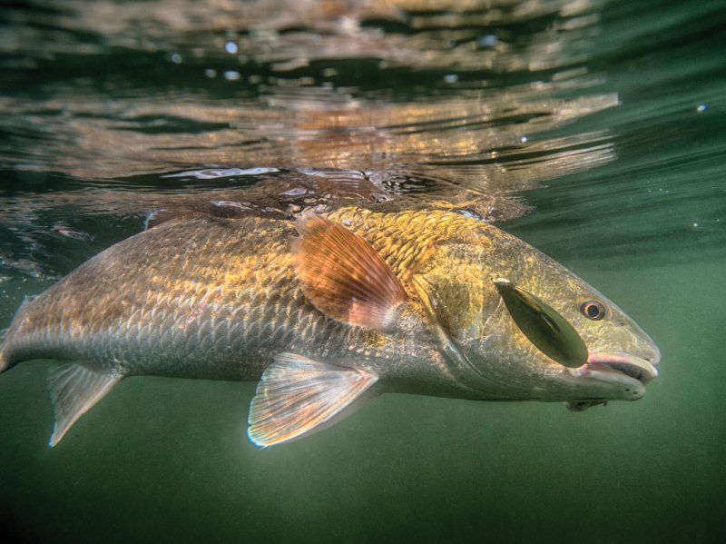 Redfish caught on a gold spoon