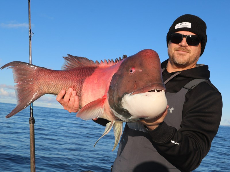 California_sheephead California Sheephead