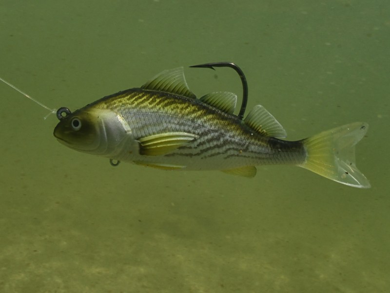 LIVETARGET Croaker bait