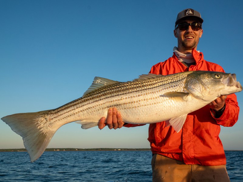 SPF226-TAA-OC-Striper-2 Large striped bass