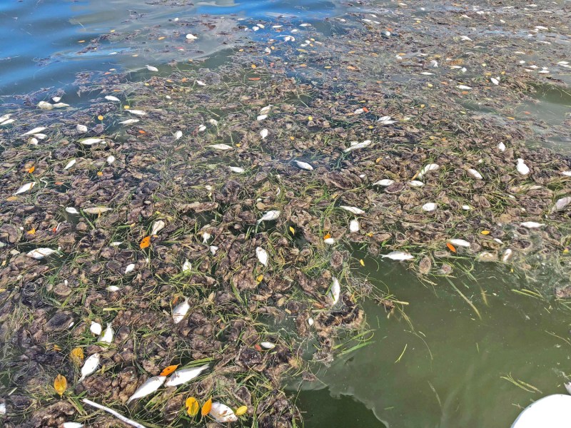 Fish kill