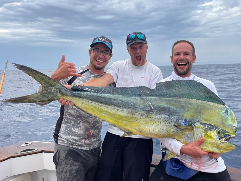 mahi_horizontal Dolphinfish (mahi-mahi) in the Mediterranean Sea