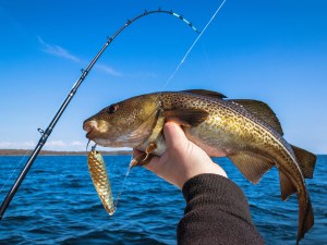AdobeStock_109884883-(shop) Cod caught on a spoon.