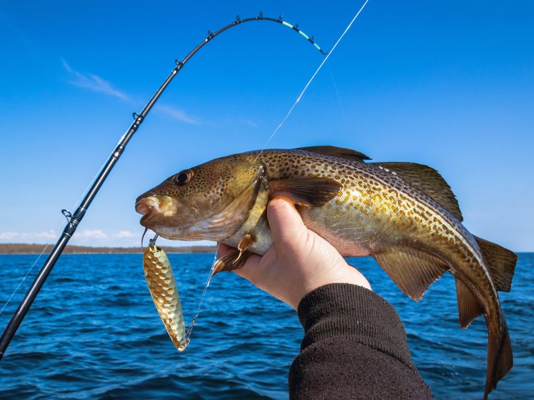 AdobeStock_109884883-(shop) Cod caught on a spoon.