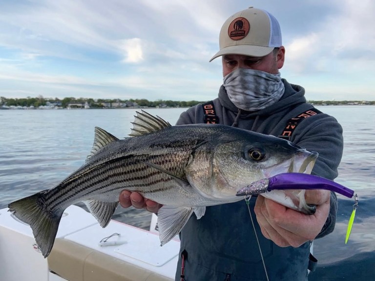 Striped-bass striped bass caught on a lure