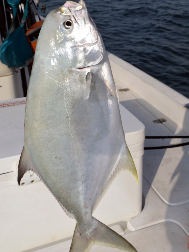 Florida pompano