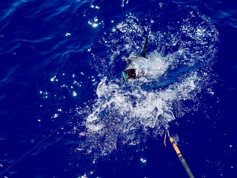 Yellowfin tuna in the water