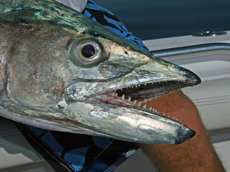 kingfish-head Kingfish (king mackerel)