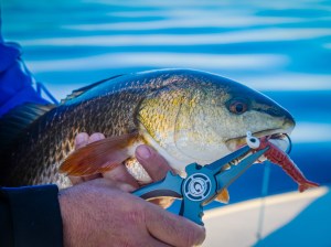 redfish Fishing pliers and a redfish